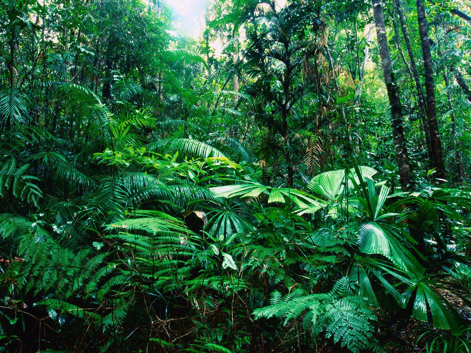 6902956-tropical-forest